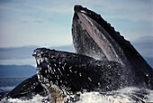 Humpback Whale (Megaptera novaeangliae) feeding, Alaska