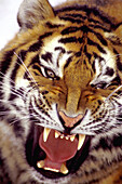Siberian Tiger (Panthera tigris altaica) growling, Asia