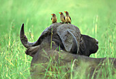 Yellow-billed Oxpecker (Buphagus africanus) trio sitting on Cape Buffalo's (Syncerus caffer) head, Kenya