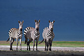 Burchell's Zebra (Equus burchellii) trio on dusty plain, Serengeti National Park, Tanzania