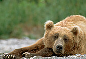 Brown Bear (Ursus arctos) sleeping, Kamchatka, Russia