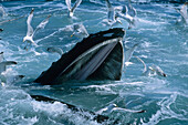 Humpback Whale (Megaptera novaeangliae) gulp feeding with Herring Gulls (Larus argentatus) waiting for leftovers, Stellwagen Bank National Marine Sanctuary, Massachusetts