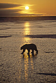 Polar Bear (Ursus maritimus) walking across icefield at sunset, Churchill, Manitoba, Canada