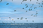 Blue-footed Booby (Sula nebouxii) feeding frenzy following herring school in shallows, Elizabeth Bay, Isabella Island, Galapagos Islands, Ecuador