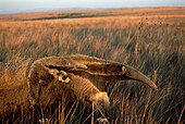 Giant Anteater (Myrmecophaga tridactyla) mother carrying young on her back, feeding at sunset in dry Cerrado grassland habitat, Brazil