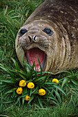 Southern Elephant Seal (Mirounga leonina) yearling calling, Tucker Cove, Campbell Island, sub-Antarctica New Zealand
