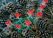 Indian Paintbrush (Castilleja miniata) surrounded by pine cones, South Rim, Grand Canyon National Park, Arizona