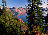 Coniferous forest surrounding Crater Lake, lake fills a six mile wide caldera created by the eruption and collapse of Mt Mazama 7,000 years ago, Crater Lake National Park, Oregon