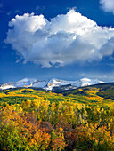 East Beckwith Mountain flanked by fall colored Aspen forests under cumulus clouds, Colorado