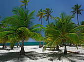 Palm trees on beach at Palmetto Bay, Roatan Island, Honduras