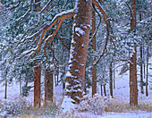 Ponderosa Pine (Pinus ponderosa) trees after fresh snowfall, Rocky Mountain National Park, Colorado