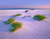 Dune vegetation and shorebird tracks in sand, Santa Rosa Island, Gulf Islands National Seashore, Florida