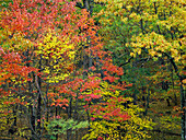 Fall foliage at Fishers Gap, Shenandoah National Park, Virginia