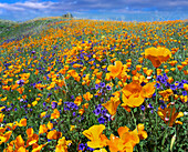 California Poppy (Eschscholzia californica) and Desert Bluebell (Phacelia campanularia) flowers, Antelope Valley, California