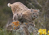 Bobcat (Lynx rufus) mother and kitten in snowfall, North America