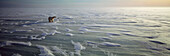 Polar Bear (Ursus maritimus) and Arctic Fox (Alopex lagopus) on ice field, Hudson Bay, Churchill, Manitoba, Canada