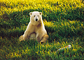 Polar Bear (Ursus maritimus) cub sitting among spring grasses, Churchill, Manitoba, Canada