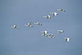 Trumpeter Swan (Cygnus buccinator) flock flying in formation, Snake River, Nebraska