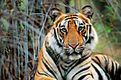 Bengal Tiger (Panthera tigris tigris) portrait, Bandhavgarh National Park, Madhya Pradesh, India