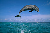 Bottlenose Dolphin (Tursiops truncatus) leaping out of water, Caribbean