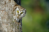 Boreal Owl (Aegolius funereus) peaking through hole in tree, Sweden