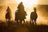 Cowboys herding Domestic Horse (Equus caballus) group at dusk, Oregon