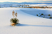 Soaptree Yucca (Yucca elata) growing in gypsum sand, White Sands National Monument, New Mexico