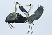 Grey Heron (Ardea cinerea) pair fighting over a fish, Usedom, Germany