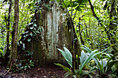 Mountain rainforest, Braulio Carrillo National Park, Costa Rica