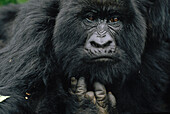 Mountain Gorilla (Gorilla gorilla beringei) female showing finger lost to poacher's trap, Virunga Mountains, Democratic Republic of the Congo