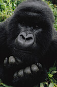 Mountain Gorilla (Gorilla gorilla beringei) juvenile portrait, Virunga Mountains, Democratic Republic of the Congo