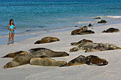 Galapagos Sea Lion (Zalophus wollebaeki) group on beach with tourist, Espanola (Hood) Island, Galapagos Islands, Ecuador