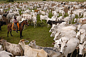 Domestic Cattle (Bos taurus) herd and cowboy, Brazil