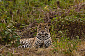 Jaguar (Panthera onca) male, Cuiaba River, Brazil