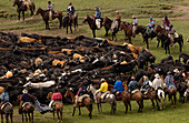 Domestic Cattle (Bos taurus) being herded by Chagra cowboys at a hacienda during the annual overnight cattle round-up, Andes Mountains, Ecuador