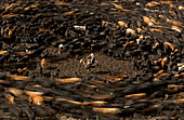 Domestic Cattle (Bos taurus) being herded by Chagra cowboys at a hacienda during the annual overnight cattle round-up, Andes Mountains, Ecuador