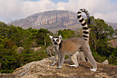 Katta (Lemur catta) auf Felsen mit Blick auf das Andringitra-Gebirge, südliches Zentralmadagaskar