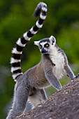 Katta (Lemur catta) auf Felsen mit Blick auf das Andringitra-Gebirge, südliches Zentralmadagaskar