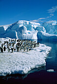 Adelie Penguin (Pygoscelis adeliae) group on icefloe in Hope Bay, Antarctic Peninsula, Antarctica