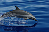 Pantropical Spotted Dolphin (Stenella attenuata) porpoising, Ogasawara Island, Japan