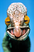 Parson's Chameleon (Calumma parsonii) with eyes focused on prey and tongue prepared to strike, Madagascar