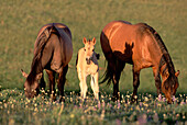 Mustang (Equus caballus) mare, foal and stud, family band grazing in summer, Montana