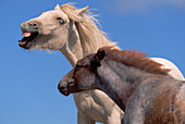 Mustang (Equus caballus) yearling and foal interact playfully, Montana