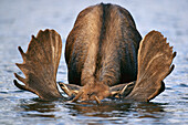 Alaska Moose (Alces alces gigas) bull submerges head and antlers while feeding on bottom of glacial kettle pond, Denali National Park and Preserve, Alaska