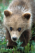 Grizzly Bear (Ursus arctos horribilis) portrait of curious spring cub, Denali National Park and Preserve, Alaska