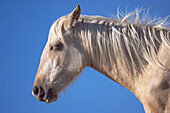 Mustang (Equus caballus) portrait of young palomino mare sleeping while standing, Pryor Mountain Wild Horse Range, Montana