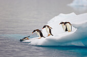 Gentoo Penguin (Pygoscelis papua) diving into ocean from iceberg, Gerlache Passage, Antarctica