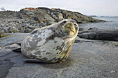 Weddell Seal (Leptonychotes weddellii) waking up on coastal rock slab, Cape Evensen, western Antarctica