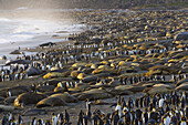 King Penguin Aptenodytes patagonicus group walking among Southern Elephant Seals Mirounga leonina on beach during seals breeding season, St. Andrews Bay, South Georgia Island