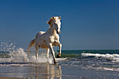 Camargue Horse (Equus caballus) running on beach, Camargue, France